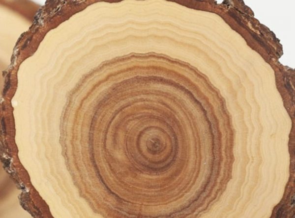 SANDALWOOD MYSORE (Santalum album - India)