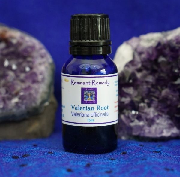 VALERIAN ROOT (Valeriana officinalis) ~ India