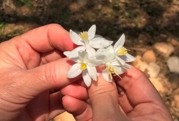 Honeysuckle - Image 2