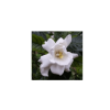 Gardenia Enfleurage