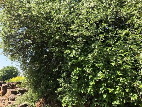 Honeysuckle - Image 3