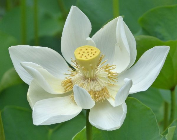 White Sacred Lotus